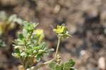 Little hogweed